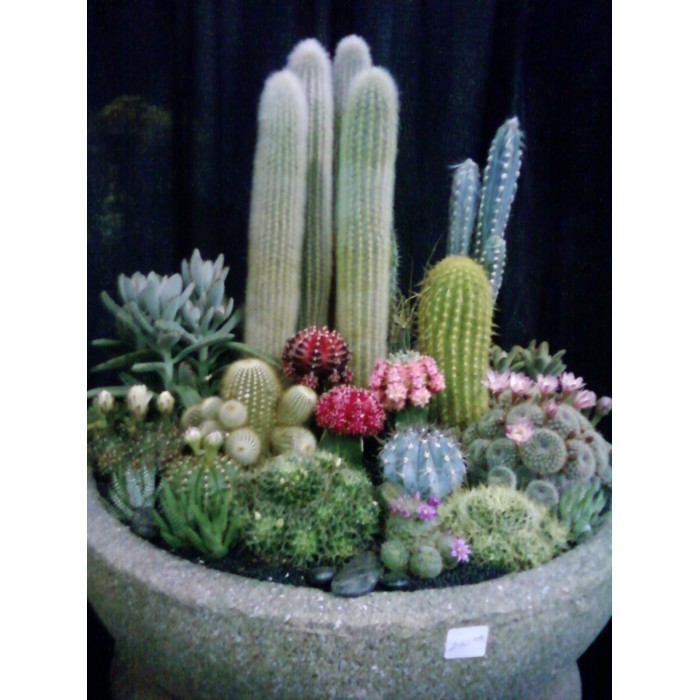 Jardin de cactus et Plantes succulentes 